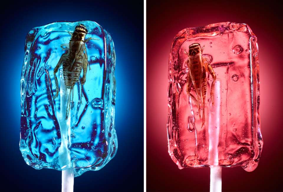 Lucas Zarebinski photography - Bug Lollipops 
