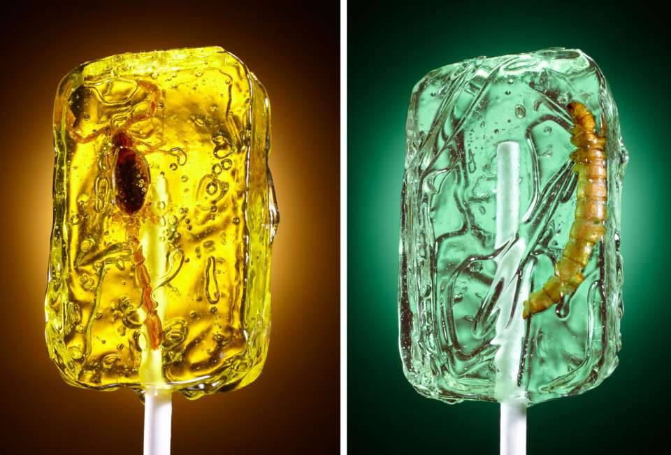 Lucas Zarebinski photography - Bug Lollipops 