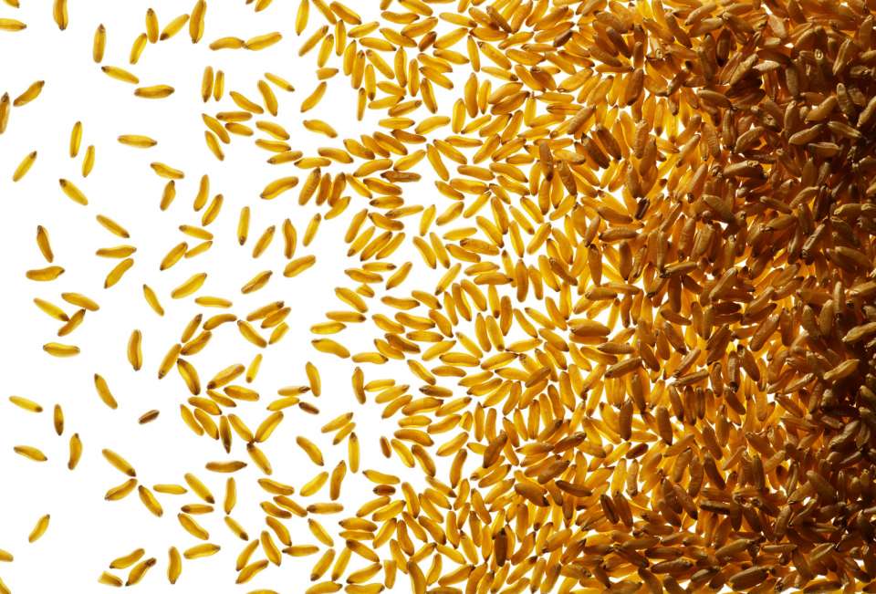 Lucas Zarebinski photography - Rice